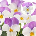 Bild von Viola P9 kleinbloemig Rose Wing